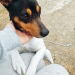 Thumbnail afbeelding