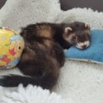 Thumbnail afbeelding
