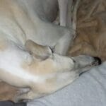 Thumbnail afbeelding