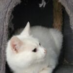 Thumbnail afbeelding